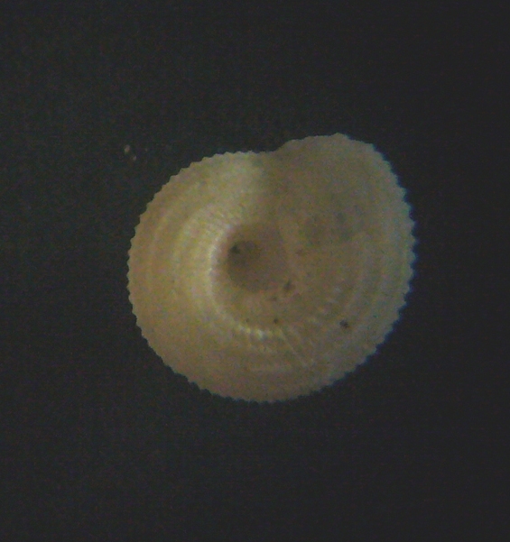 Piccolo gasteropode